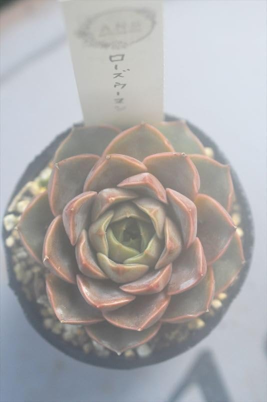 Amazon｜ローズウーマン＊多肉多肉植物エケベリア1点モノ｜観葉植物